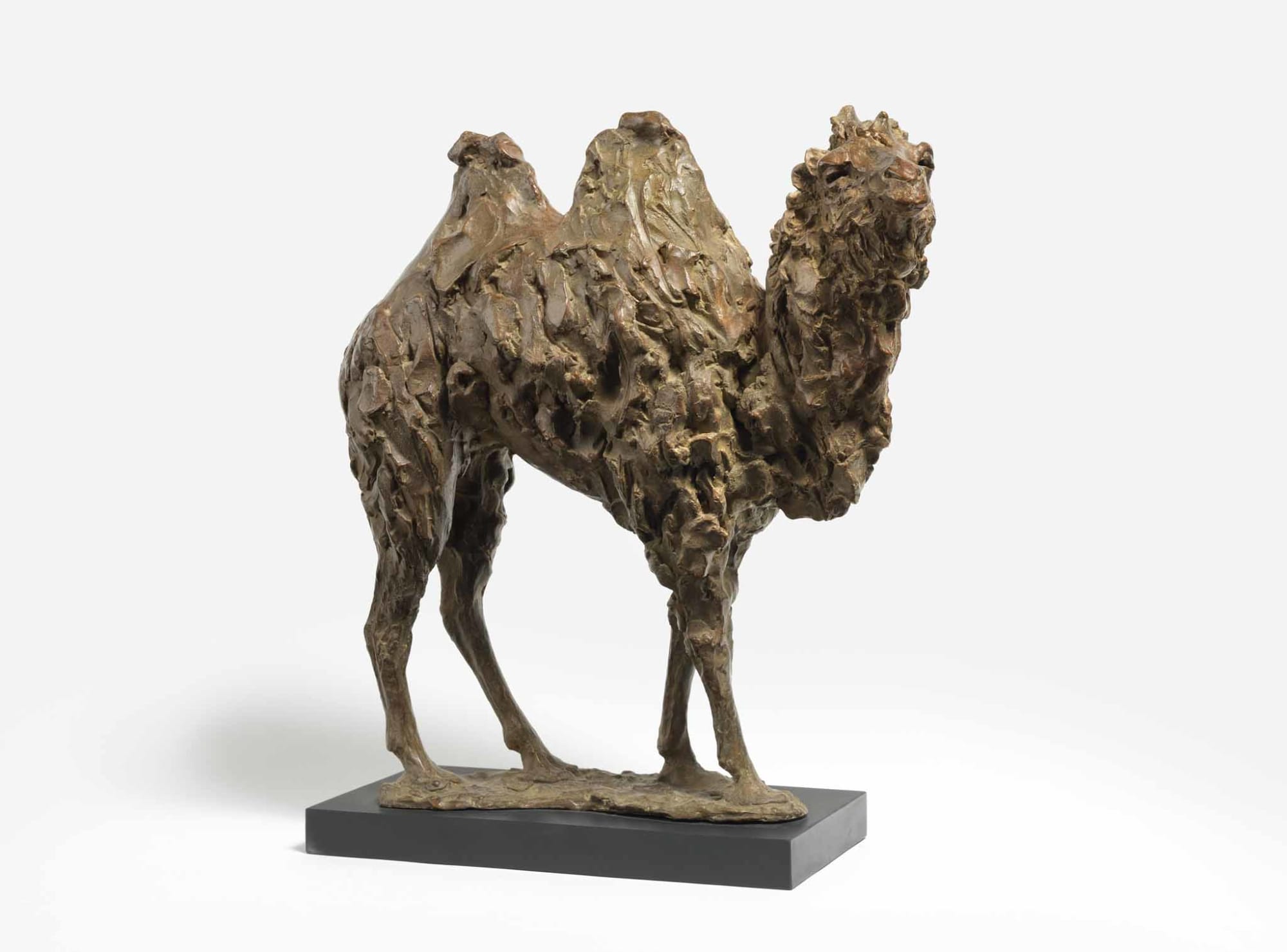 Tanya Brett, Camel