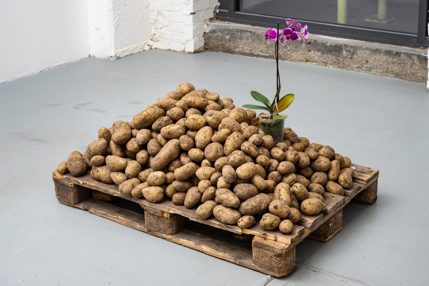 Rafael Pérez Evans, Upgrade: Orchids for Potatoes (Pink), 2021