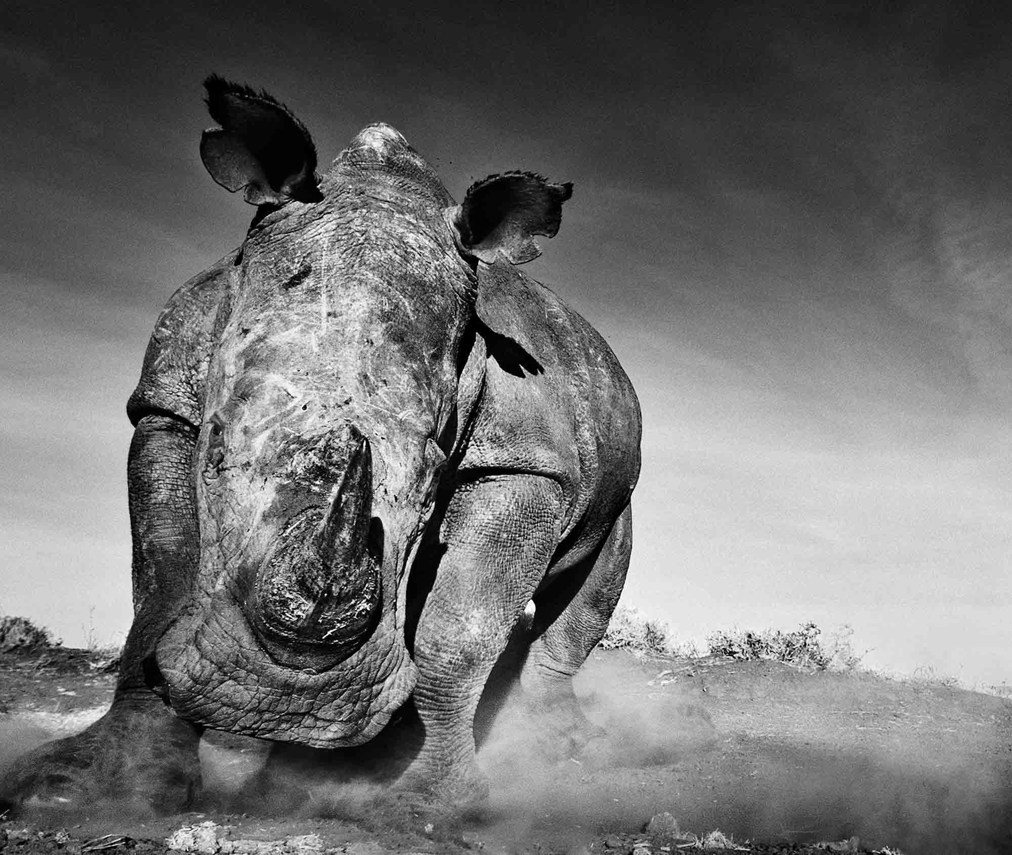 David Yarrow, Charge, 2013