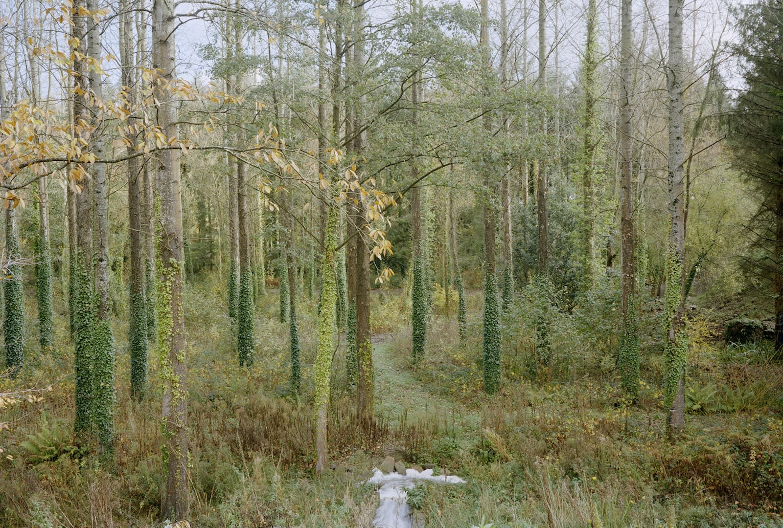 André Mérian Abbaye de Beauport, novembre 2008, Côtes d'Armor Tirage numérique sur papier fine art et encres pigmentaires Somerset réalisé par Sten Lena Dim. papier: 25 x 18 cm