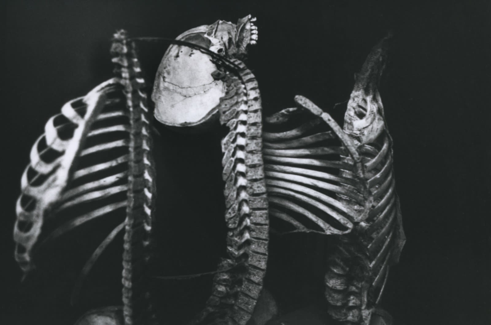 Hervé Guibert Musée de l'Homme, Paris Tirage gélatino-argentique d'époque 16,8 x 24 cm Dim. papier: 16,8 x 24 cm