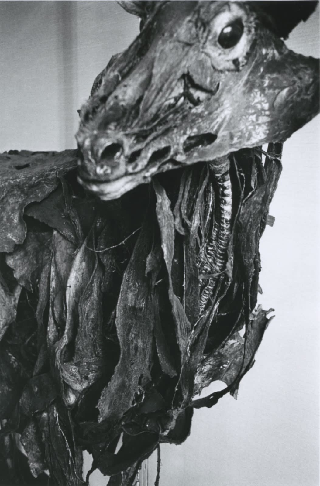 Hervé Guibert Musée de l'École Vétérinaire, Maisons-Alfort Tirage gélatino-argentique d'époque 17 x 25,5 cm Dim. papier: 20 x 30 cm