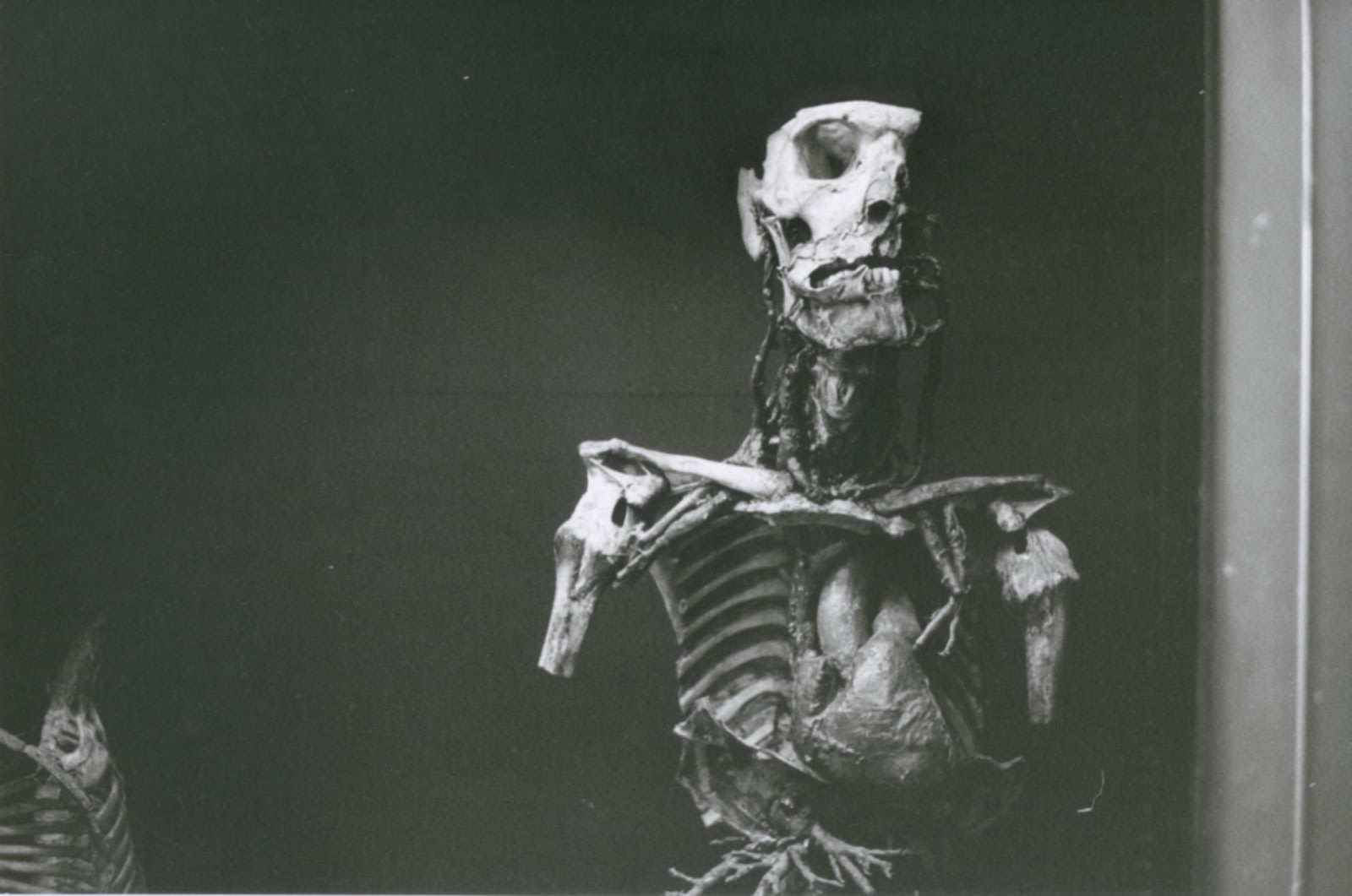 Hervé Guibert Musée de l'Homme, Paris Tirage gélatino-argentique d'époque 15,5 x 23,5 cm Dim. papier: 15,5 x 23,5 cm