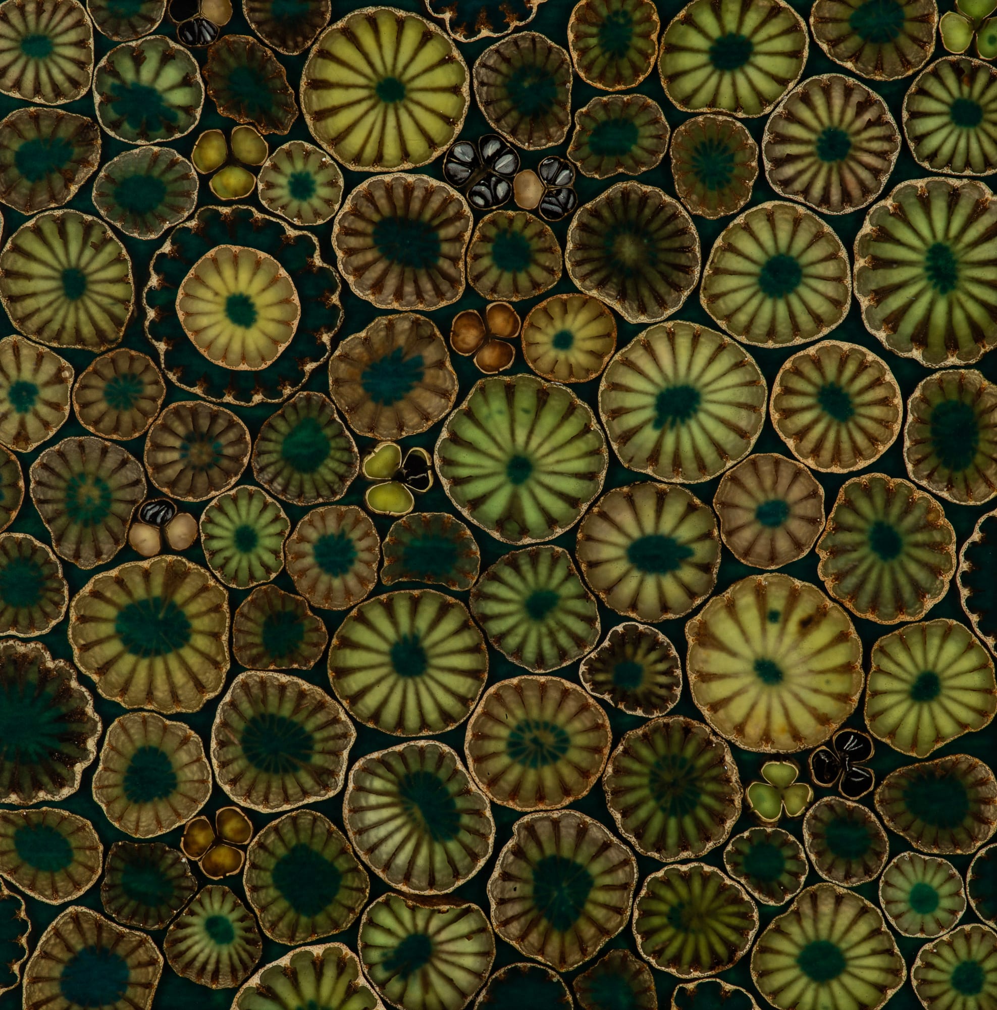 Mayme Kratz, Spring Bloom 8, 2024