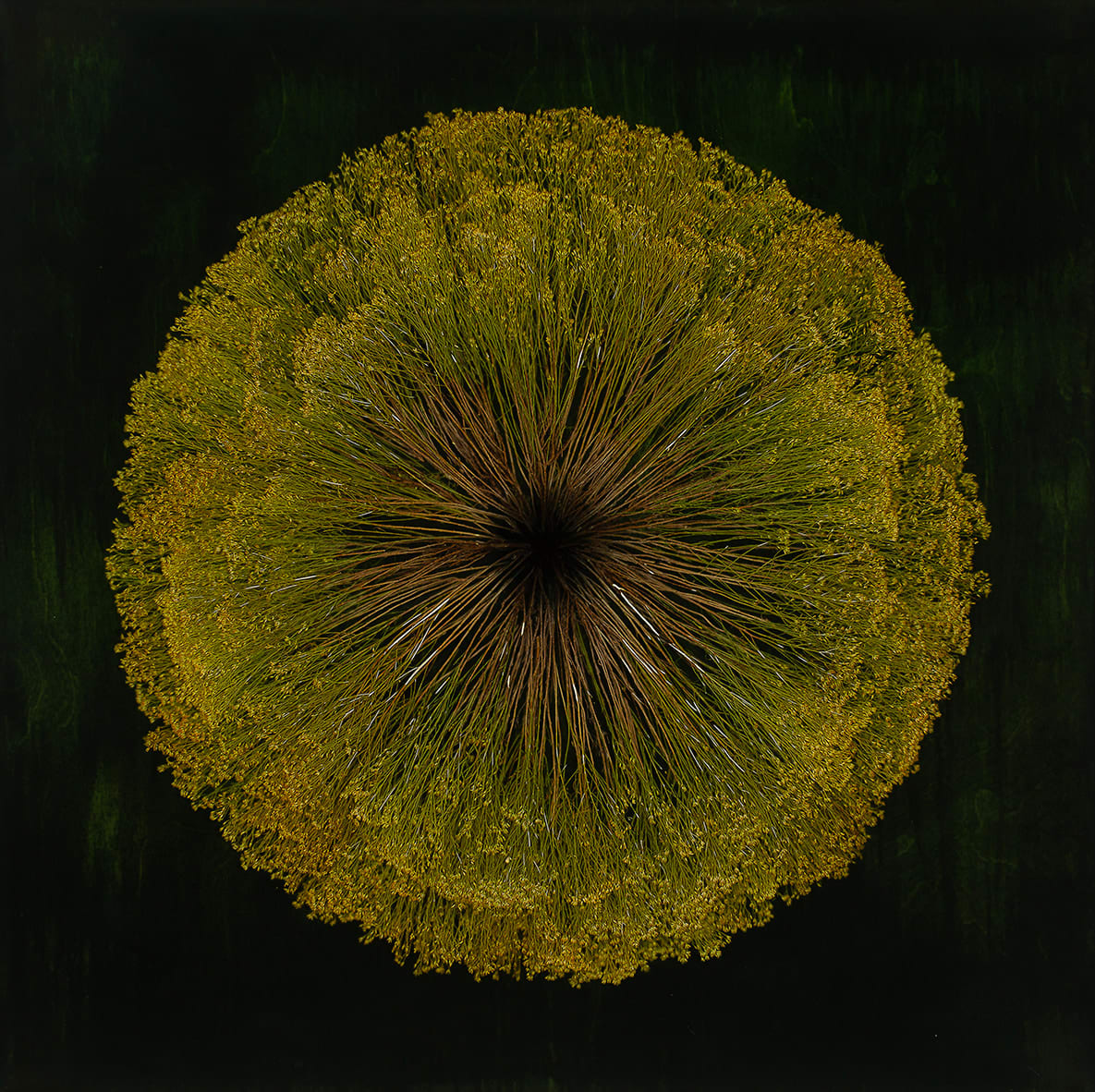 Mayme Kratz, Vanishing Light 44, 2024