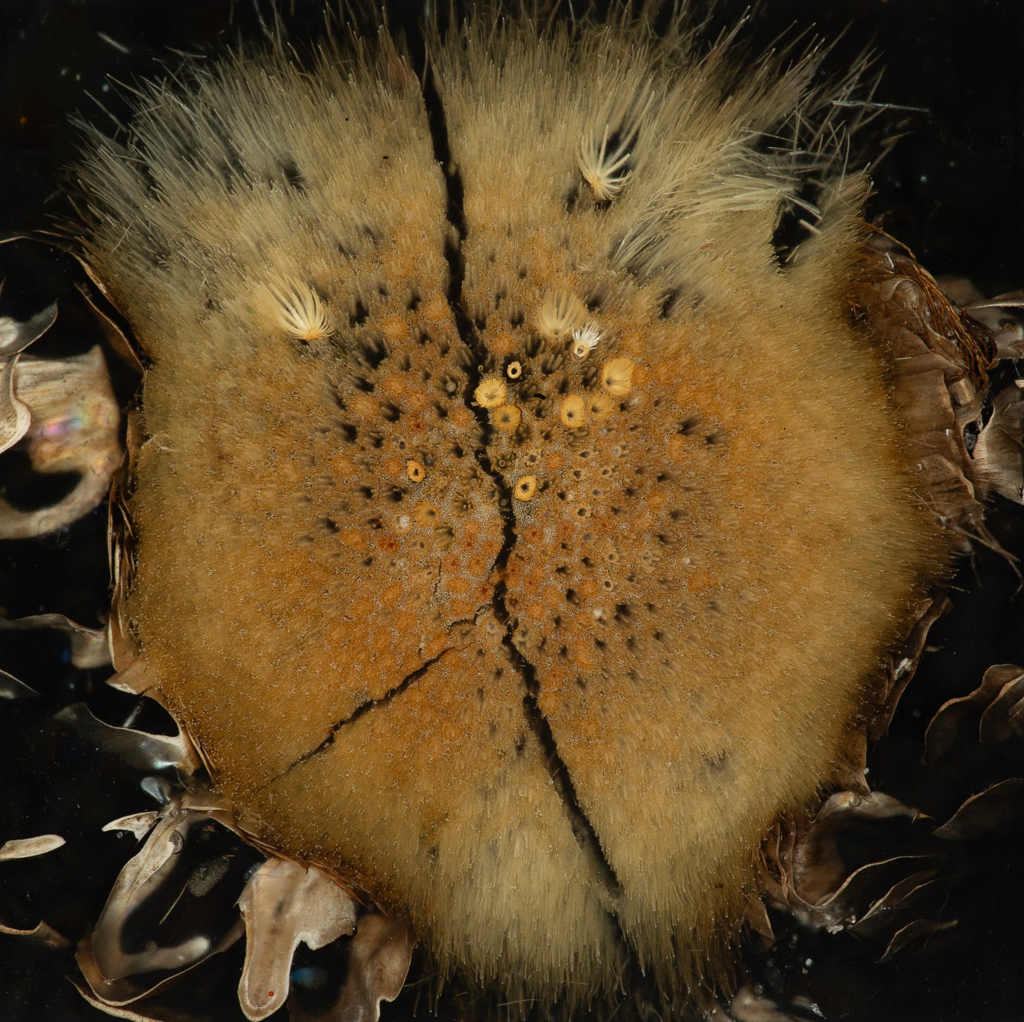 Mayme Kratz, Night Study 39, 2024