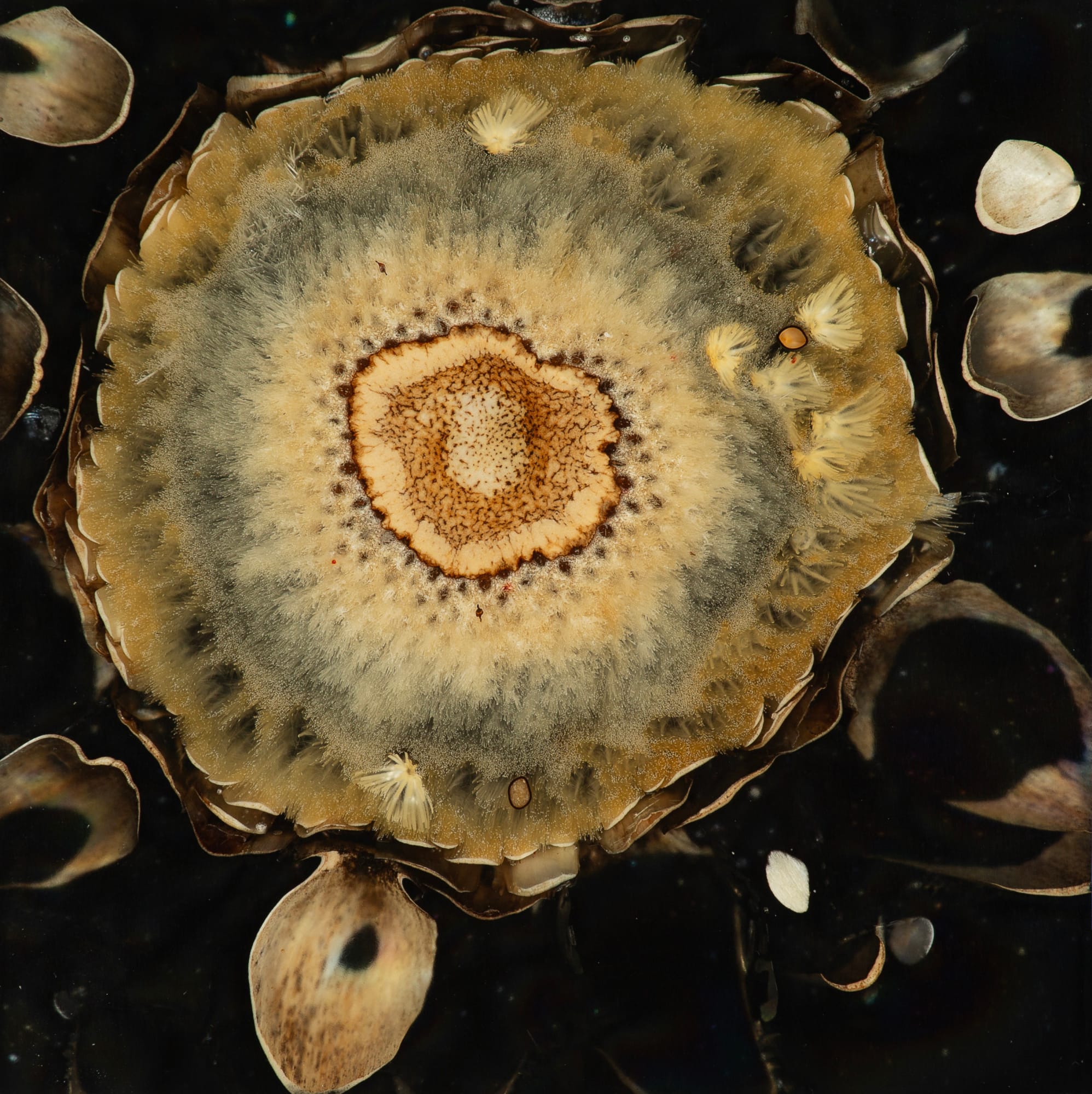 Mayme Kratz, Night Study 36, 2024