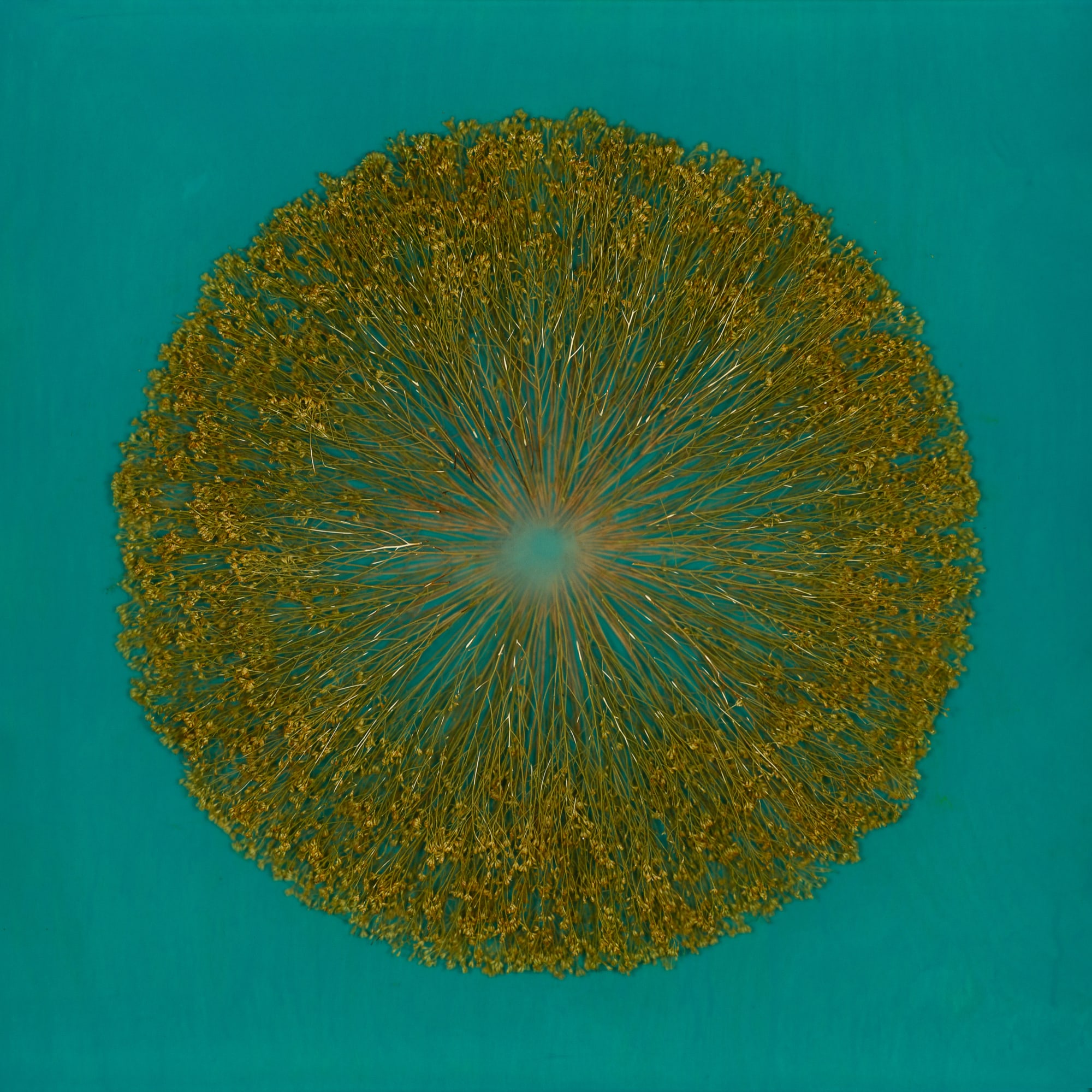 Mayme Kratz, Vanishing Light 49, 2024