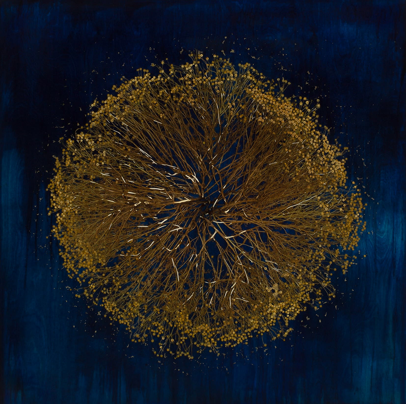 Mayme Kratz, Vanishing Light 50, 2025