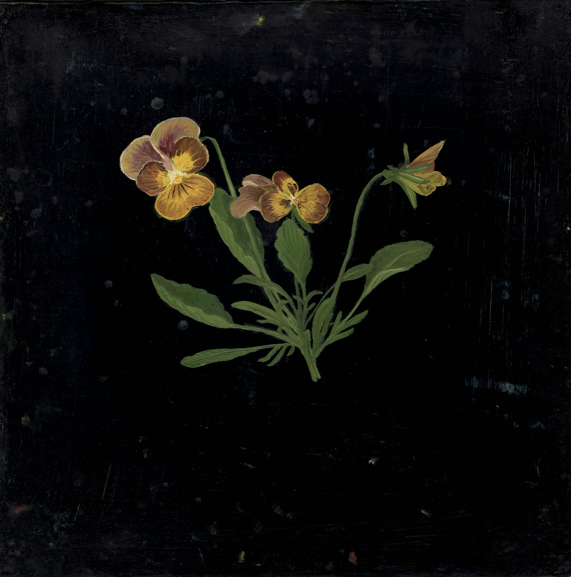 Melanie Miller, Pansies, 2020