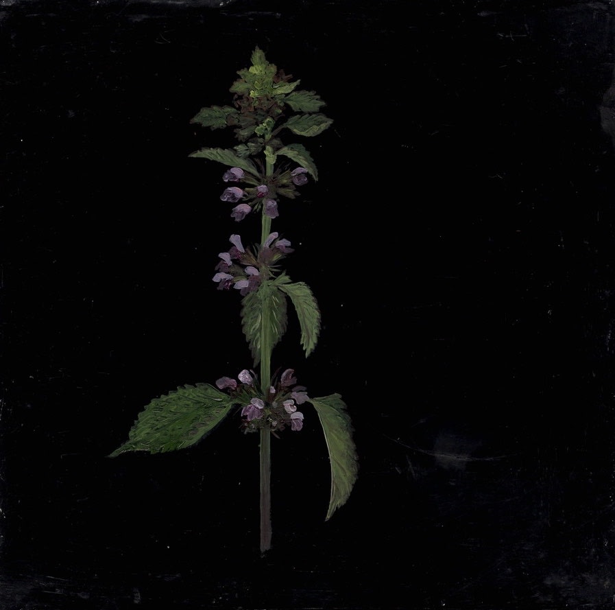 Melanie Miller, Purple Dead Nettle, 2020