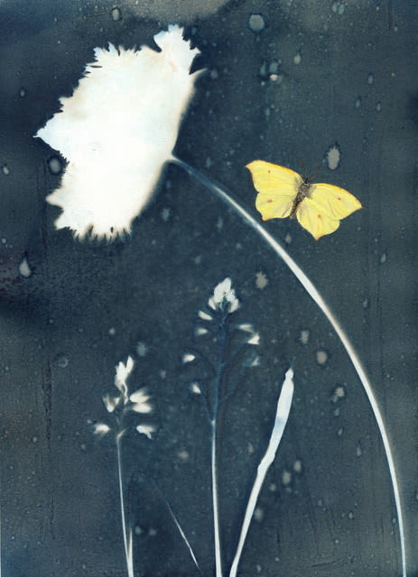 Melanie Miller, Bluebells and Brimstone, 2020