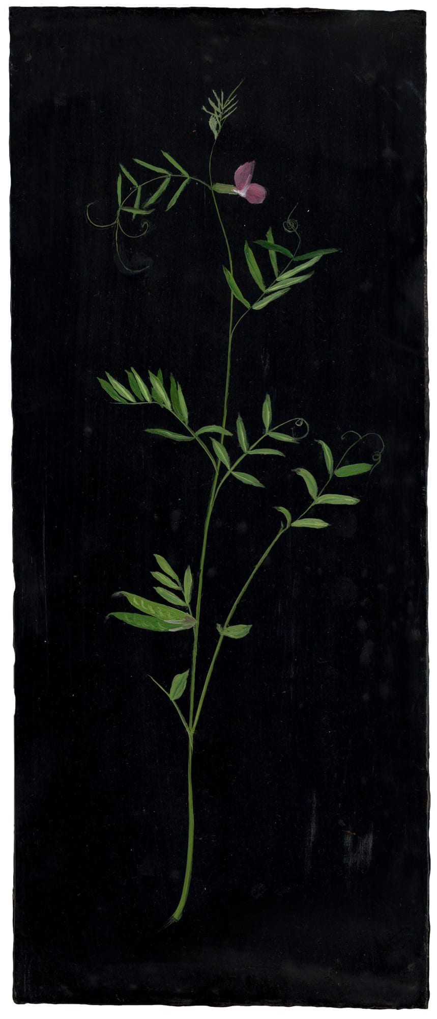 Melanie Miller, Wild Sweet Pea, 2020