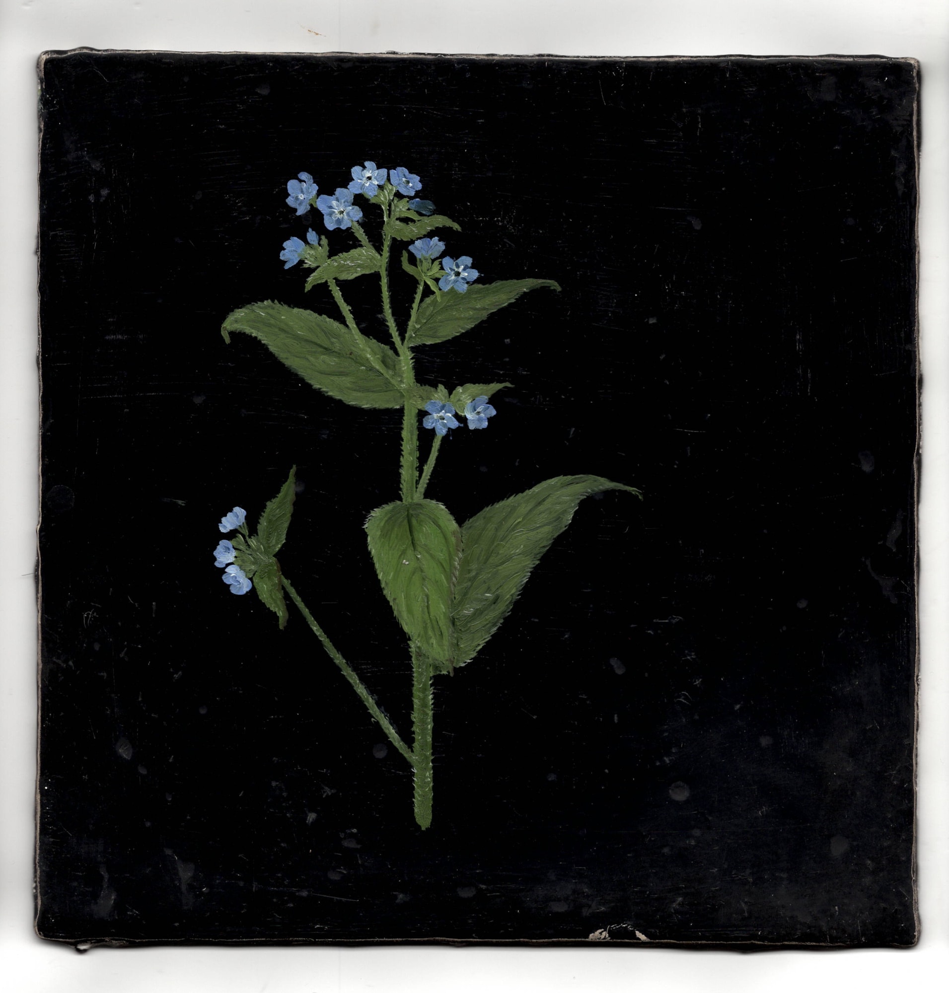 Melanie Miller, Alkanet, 2020