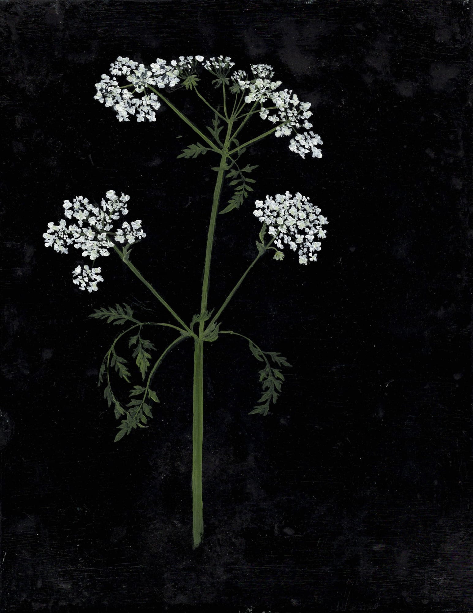 Melanie Miller, Cowparsley April, 2020