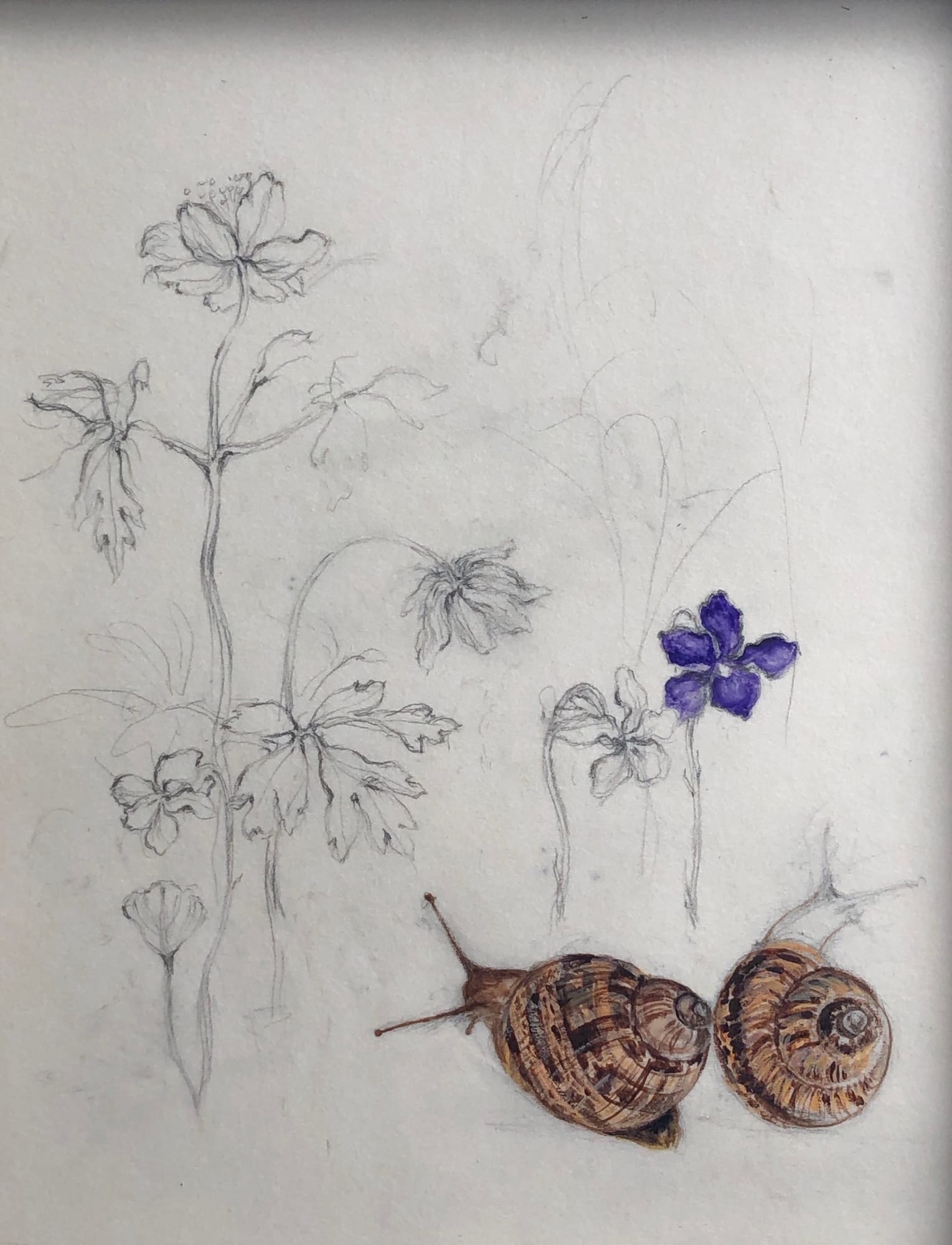 Jane MacEwen, Arum Lily Leaves, Snails and Violets, 2021