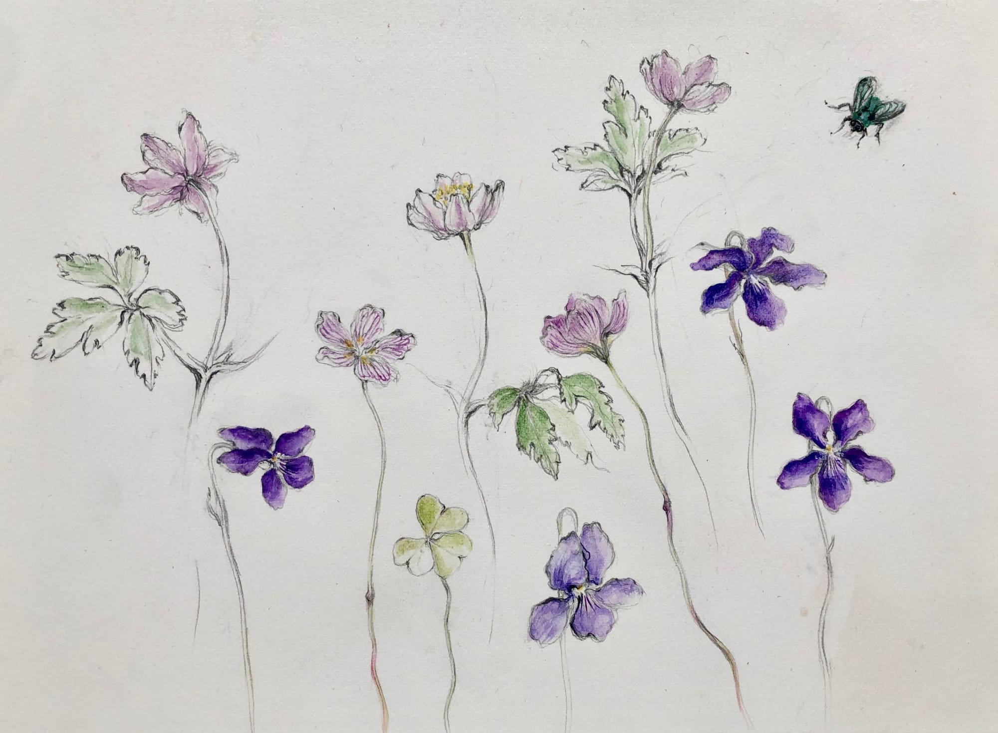 Jane MacEwen, Wood Anemones, Wood Sorrel and Violets, 2021