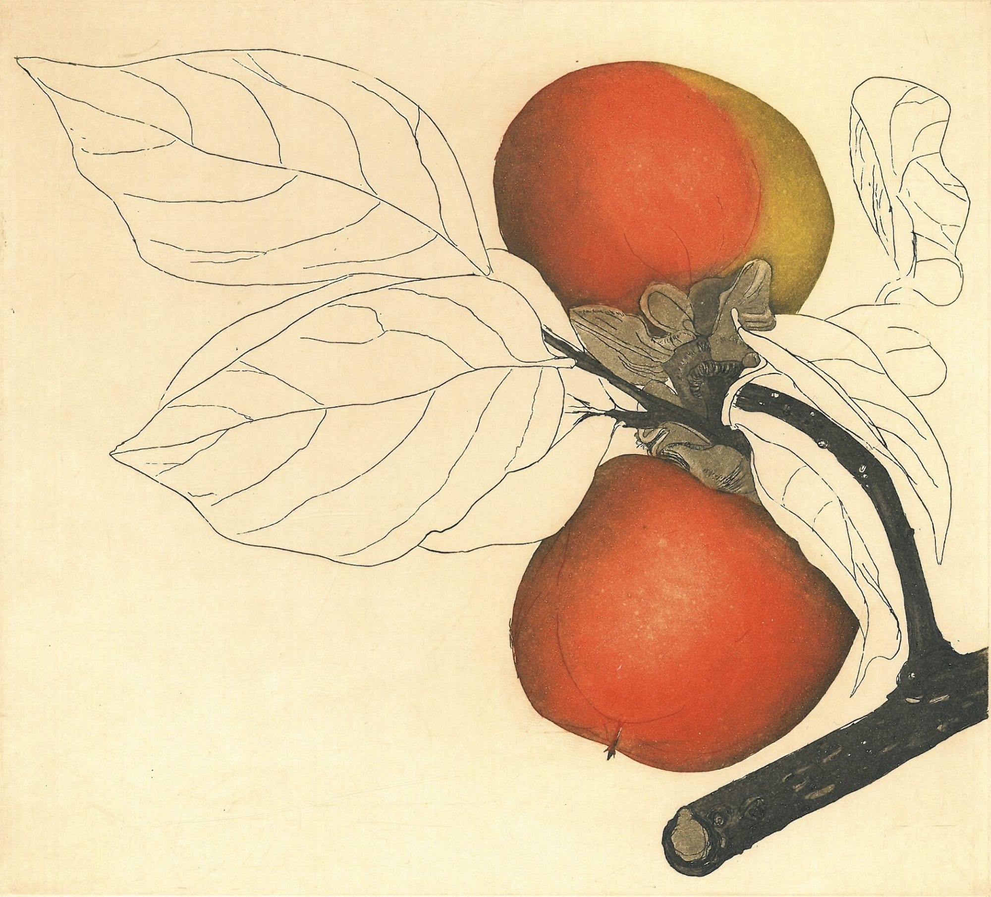 Cliona Doyle, Japanese Persimmon, 2004