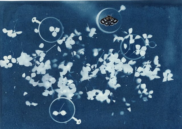 Melanie Miller, Moths I, 2020