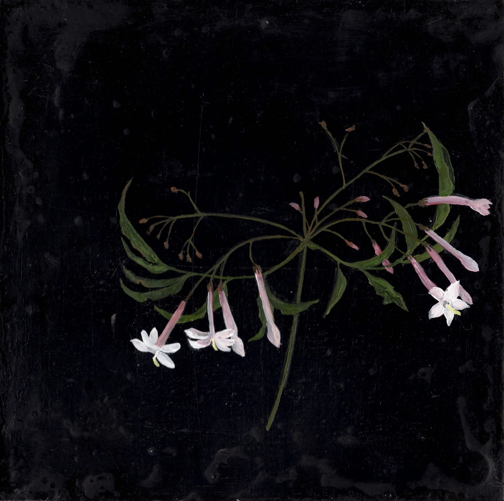 Melanie Miller, Jasmine, 2020