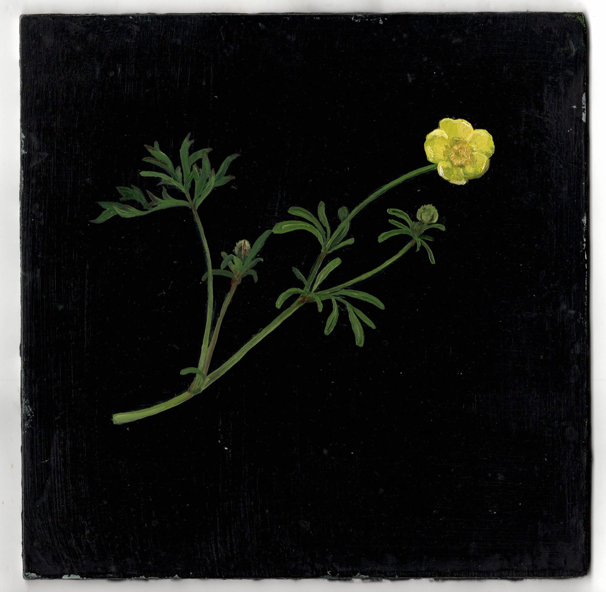 Melanie Miller, Buttercup I, 2020