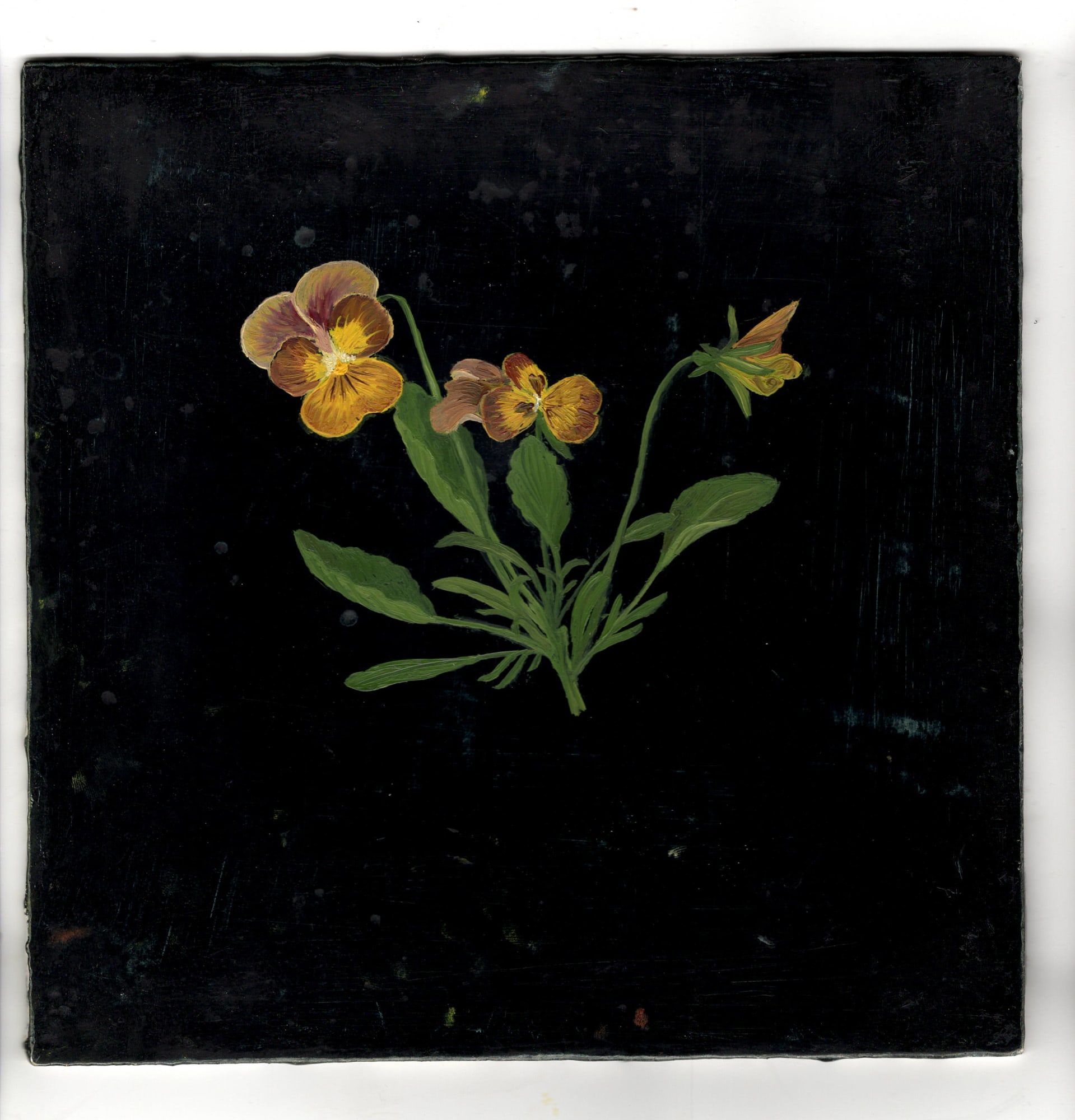 Melanie Miller, Pansies, 2020