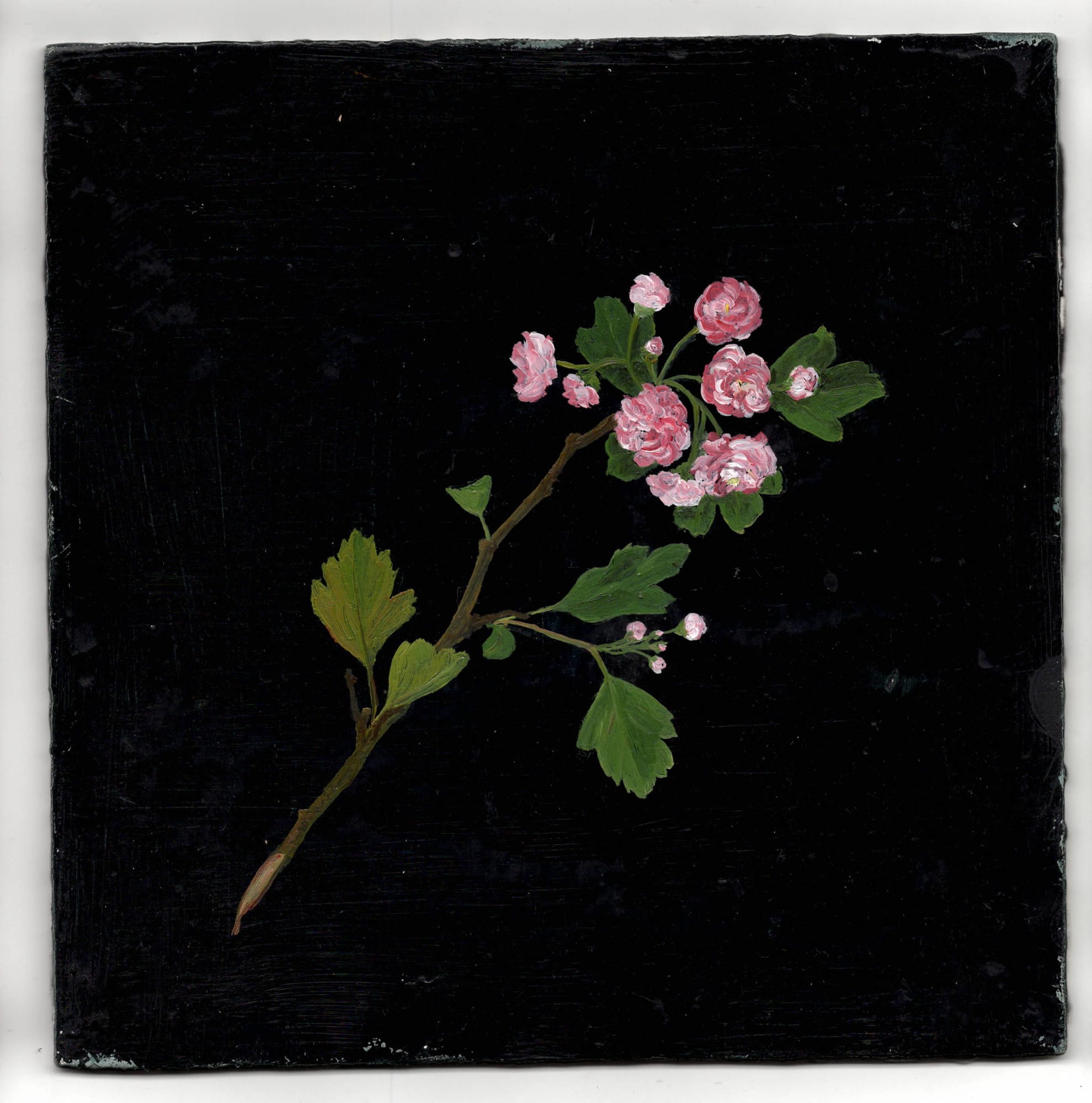Melanie Miller, Double Pink Hawthorn, 2020