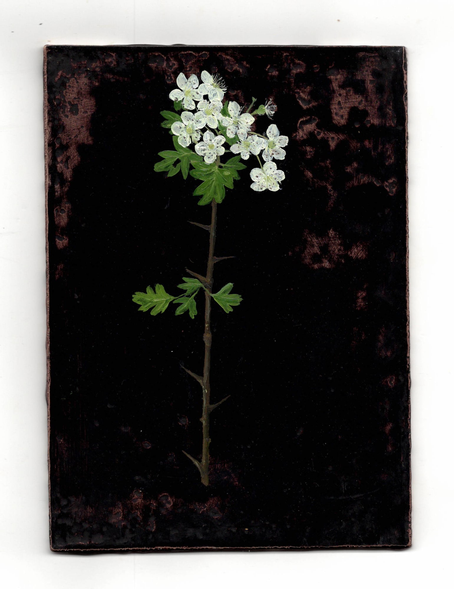 Melanie Miller, Hawblossom II, 2020