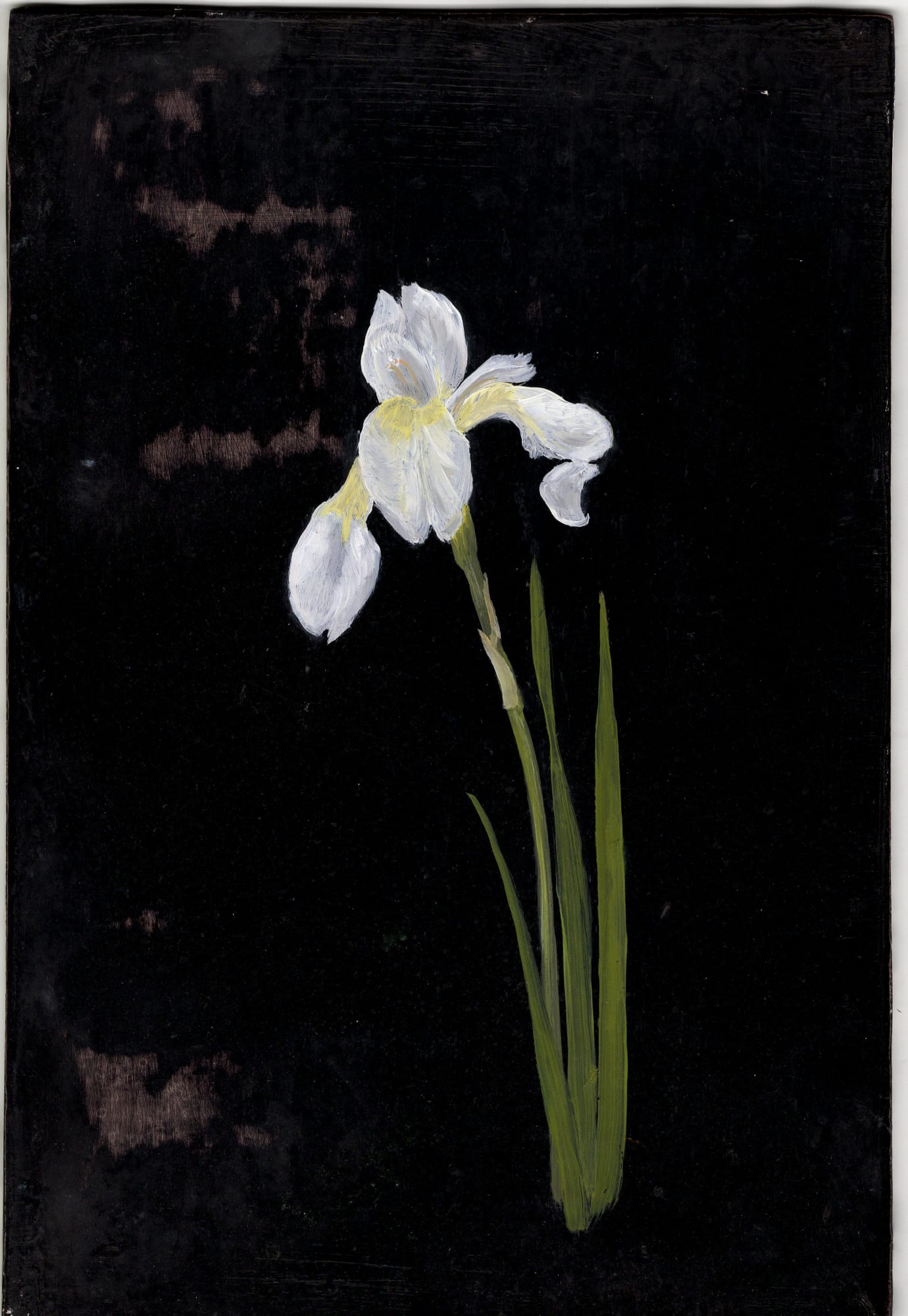 Melanie Miller, Small Iris, 2020