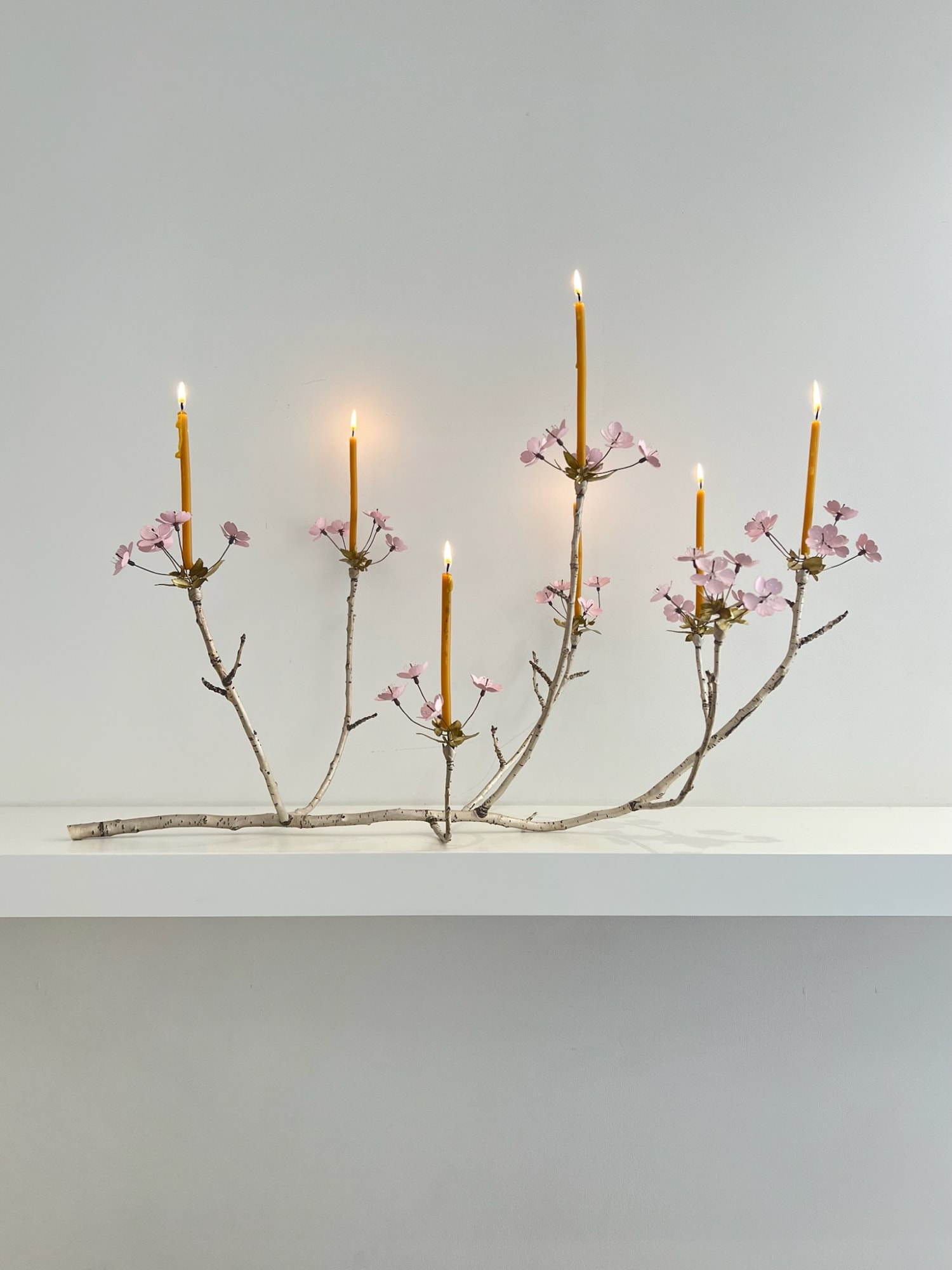 Christopher Thompson Royds, Cherry Branch