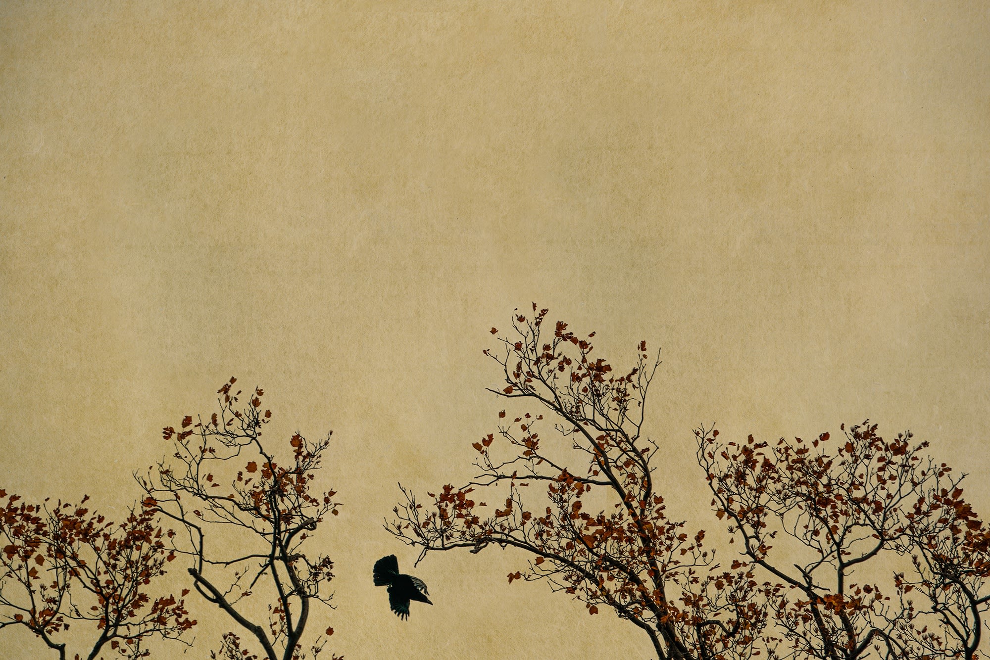 Albarrán Cabrera, The Mouth of Krishna, #740, 2019