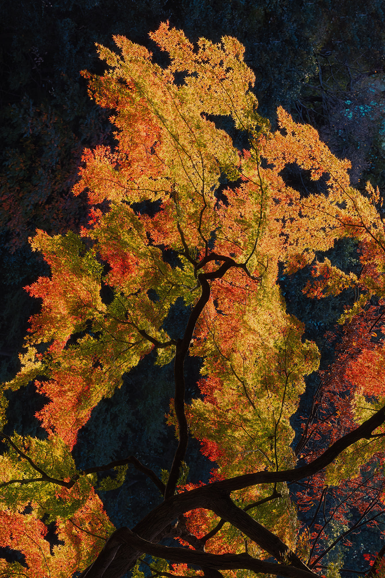 Albarrán Cabrera, The Mouth of Krishna #60221, 2019