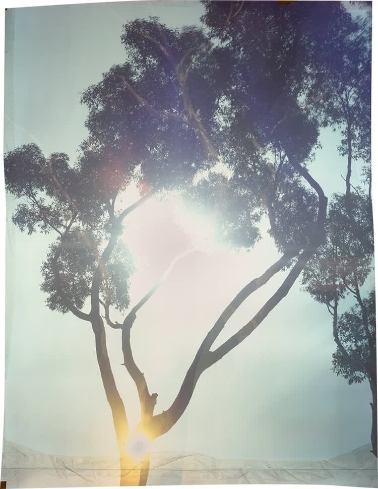 John Chiara, Starr King at Coral, San Francisco, 2018