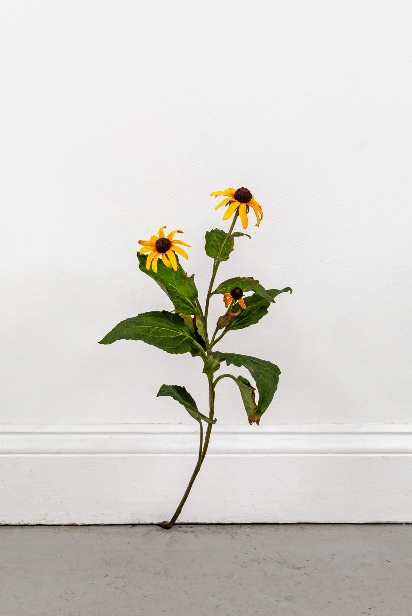 Tony Matelli, 741, 2024