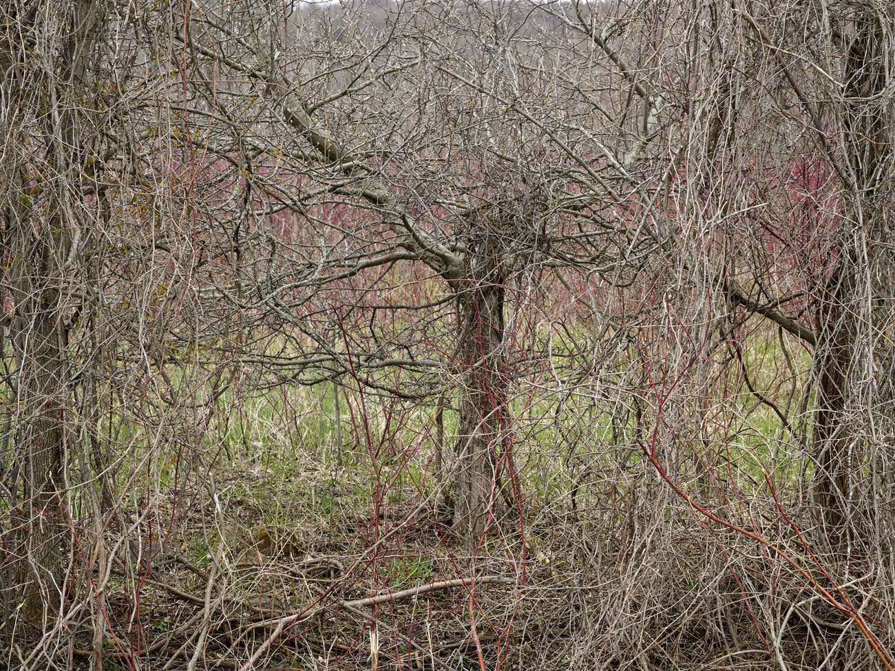 Edward Burtynsky, Natural Order #28, Grey County, Ontario, Canada, Spring, 2020