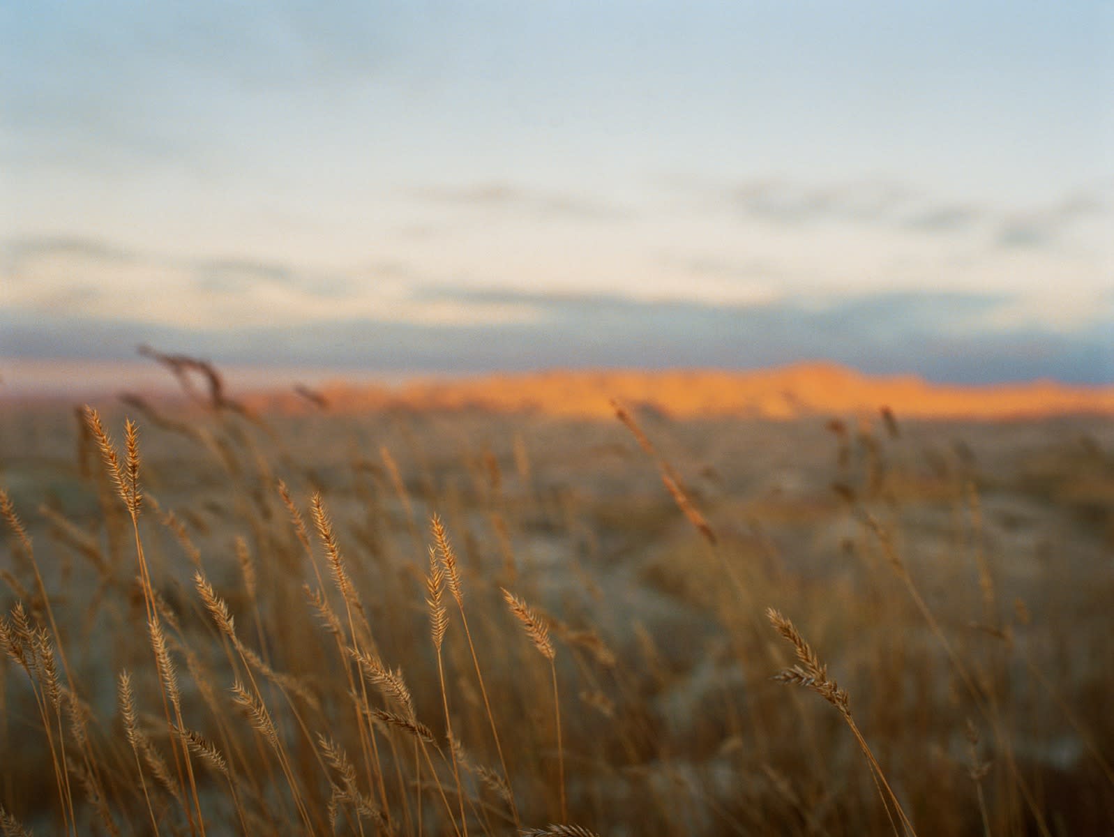 Lisa Candela, Wheatgrass, Black Hills, South Dakota, 2014