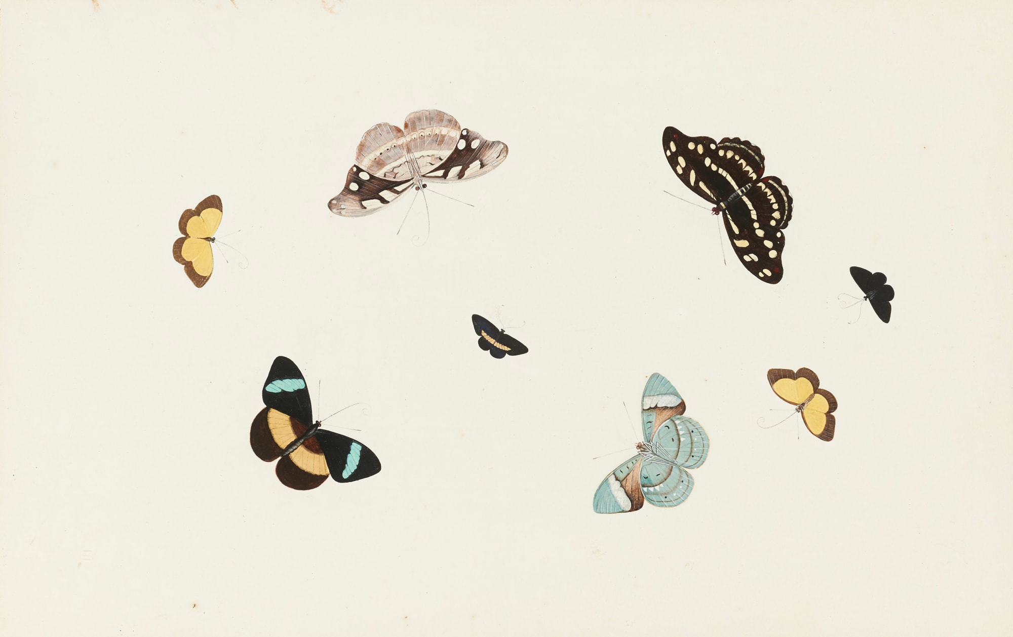 Nicolaas Struyk (1686-1769), Butterflies and moths, circa 1719