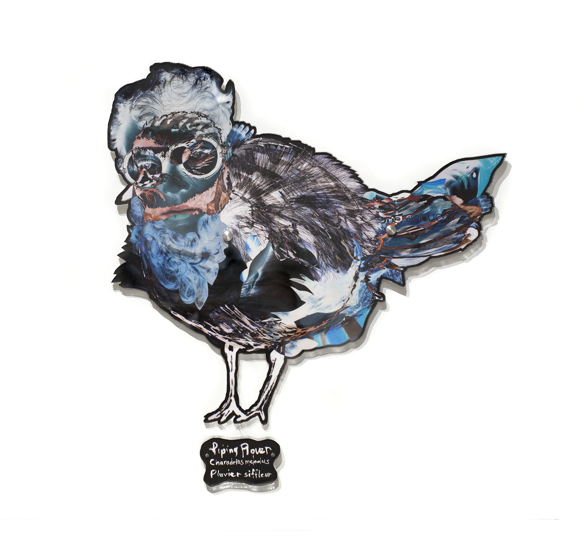 Dominique Paul, Piping Plover, 2020