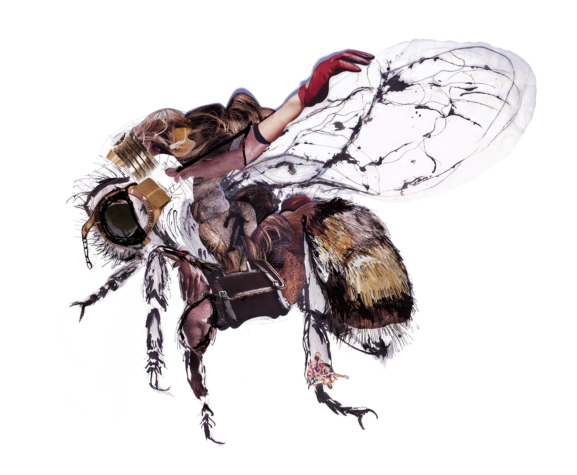 Dominique Paul, Yellow-banded Bumble Bee / Bombus terricola /Bourdon terricole, 2019