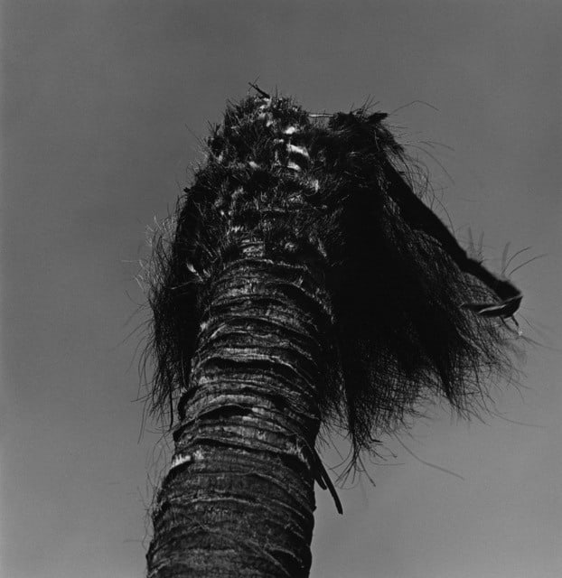 Issei Suda, Kohinata, Bunkyo-ku, 1981, 1981