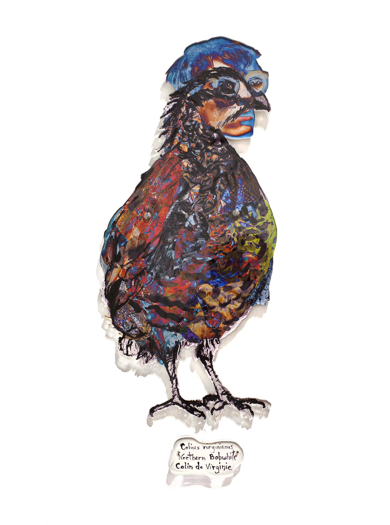 Dominique Paul, Northern Bobwhite 2, 2020