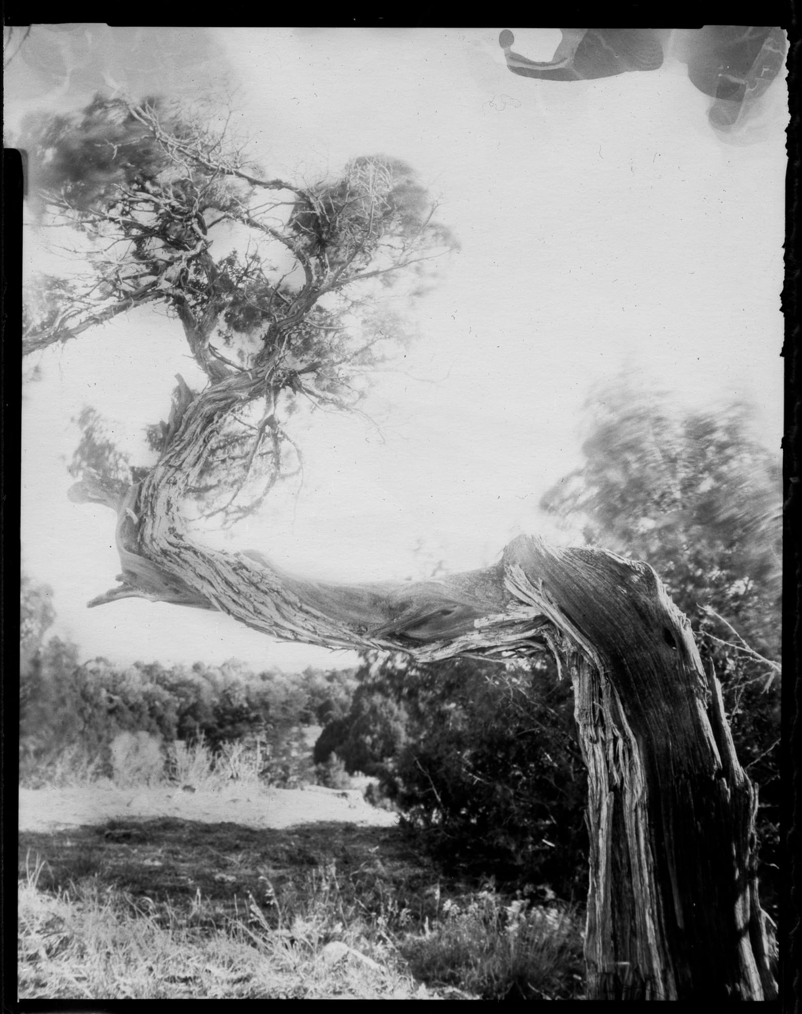 Karen Miranda Rivadeneira, 1000 Ceder, 2019