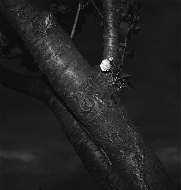 Issei Suda, Akabanedai, Kita-ku, 1981, 1981