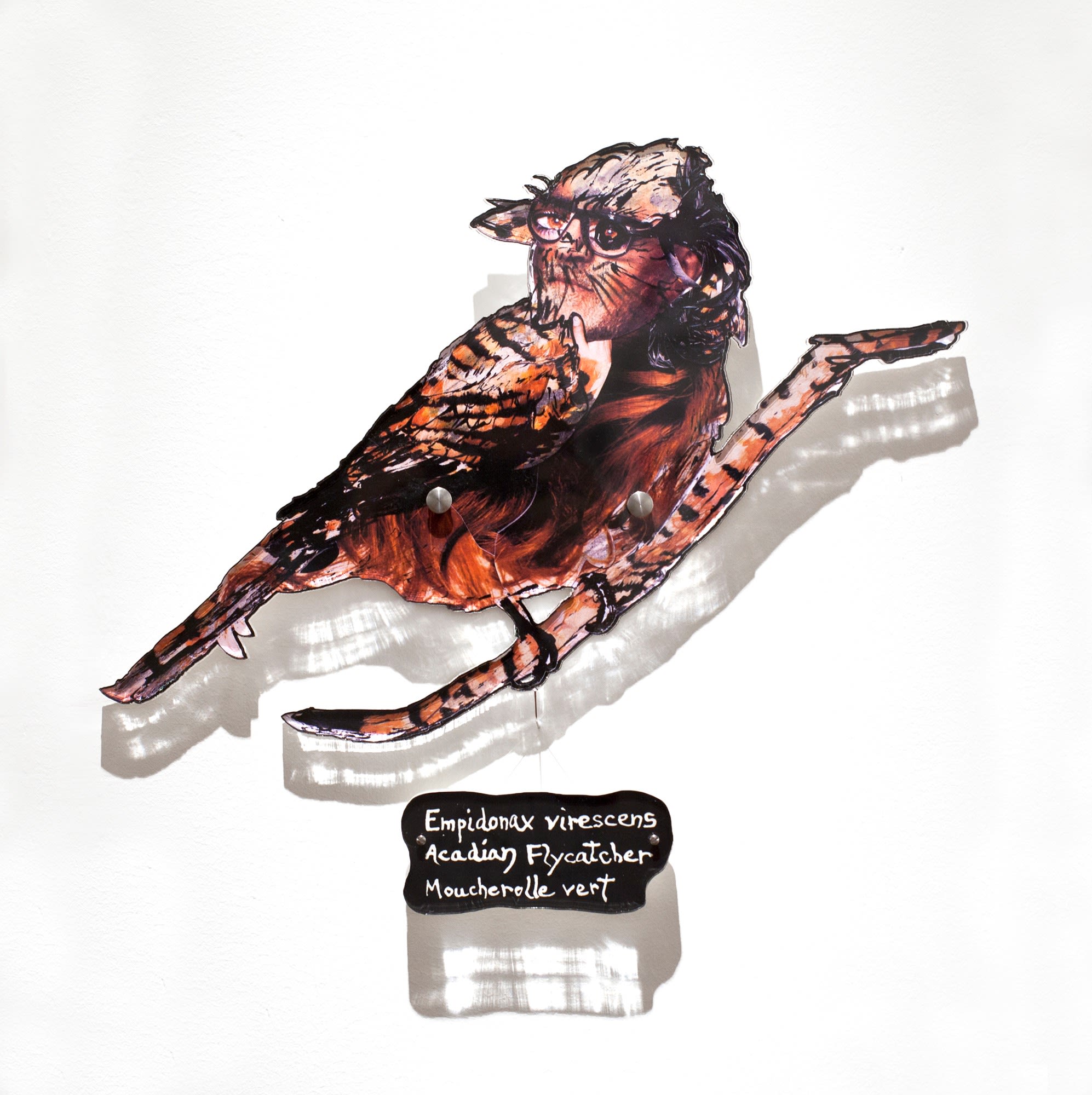 Dominique Paul, Arcadian Flycatcher, 2020