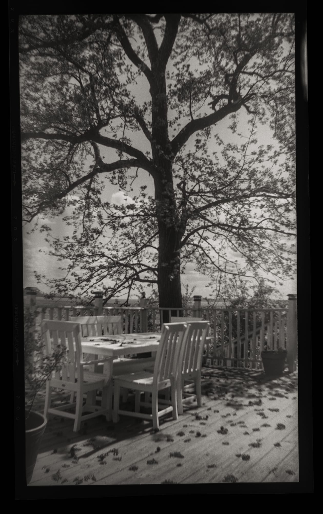 Sandy Rothberg, Gum Tree