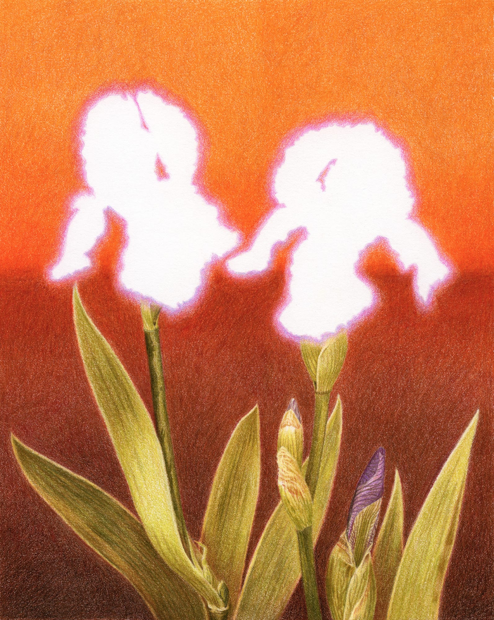 Jessica Tenbusch, Brilliant Shadows