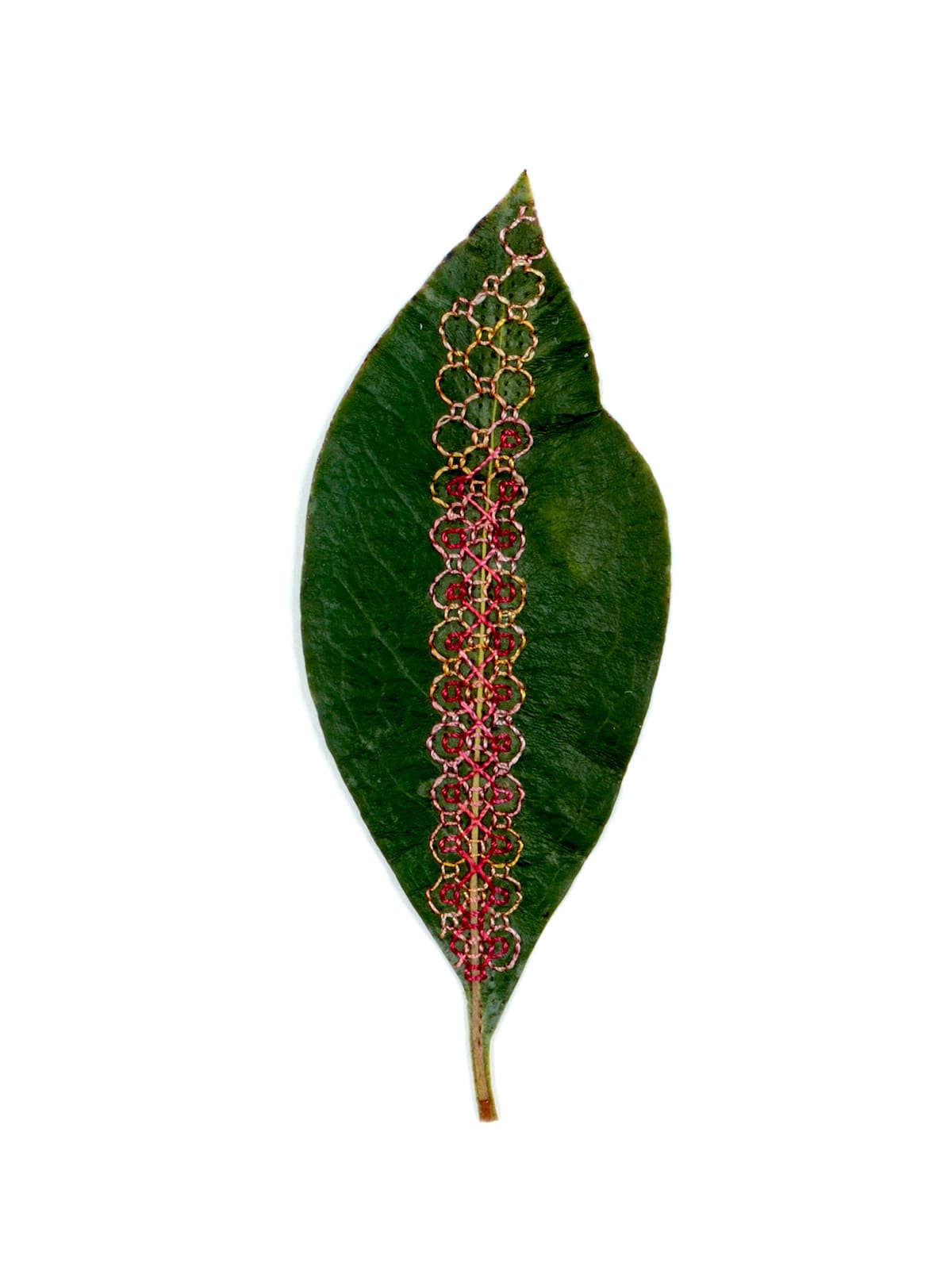 Hillary Waters Fayle, Flora Series 2