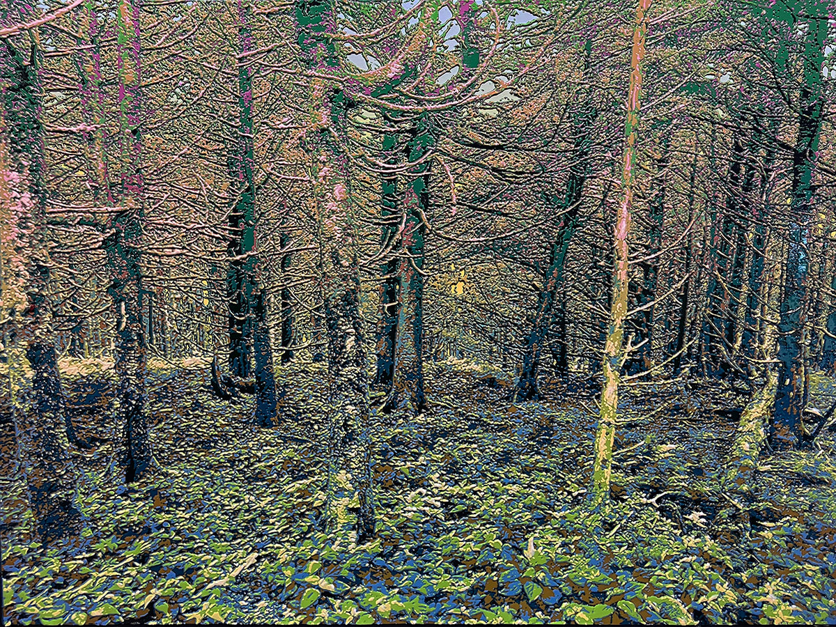 Bradlee Shanks, Roan Mystical Forest