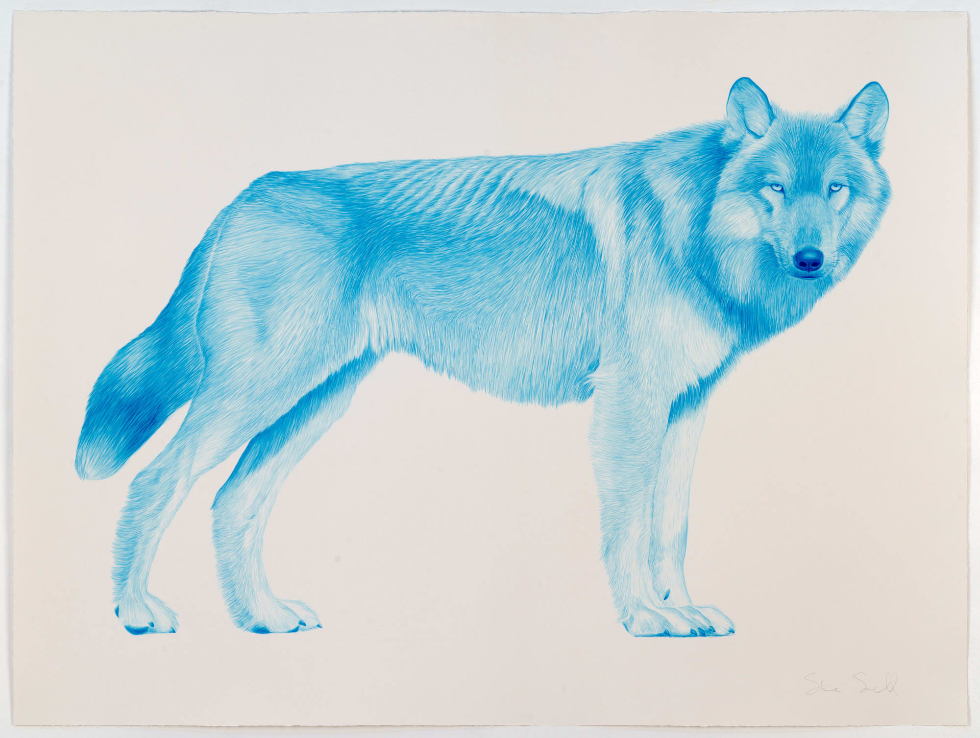 Steve Snell, Blue Wolf