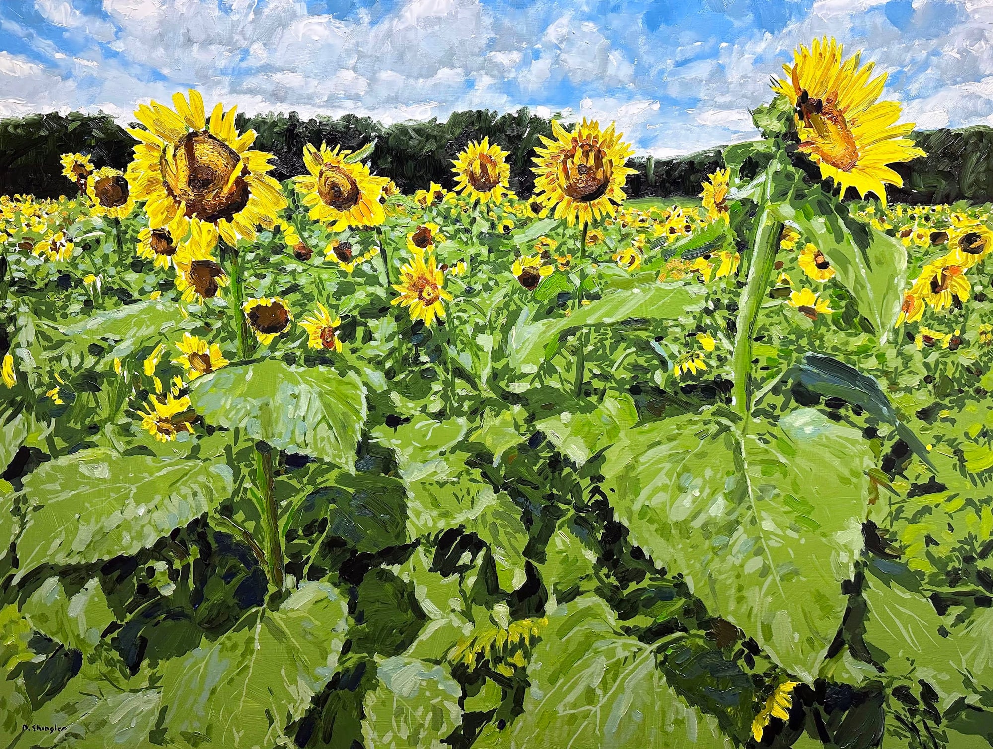 David Shingler, Sunflower Field. North Carolina
